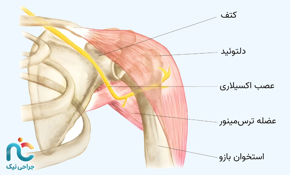 عصب آکسیلاری
