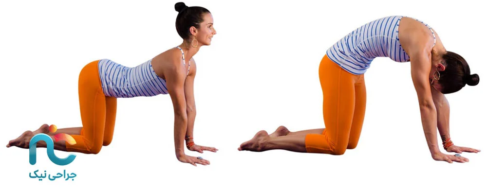 حرکت گربه–گاو